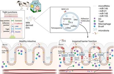 Flood Control: How Milk-Derived Extracellular Vesicles Can Help to Improve the Intestinal Barrier Function and Break the Gut–Joint Axis in Rheumatoid Arthritis